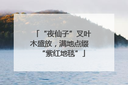 “夜仙子”叉叶木盛放，满地点缀“紫红地毯”