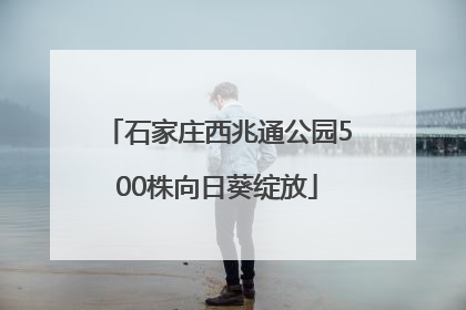 石家庄西兆通公园500株向日葵绽放