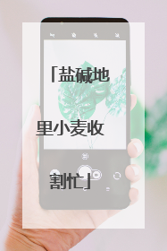 盐碱地里小麦收割忙