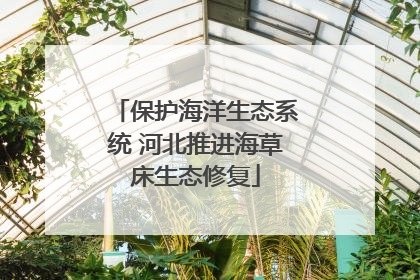 保护海洋生态系统 河北推进海草床生态修复