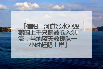 信阳一河道涨水冲毁鹅圈上千只鹅被卷入洪流，当地蓝天救援队一小时赶鹅上岸