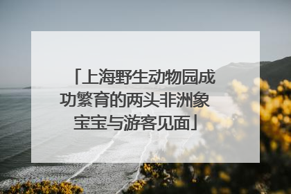 上海野生动物园成功繁育的两头非洲象宝宝与游客见面