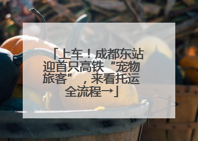 上车！成都东站迎首只高铁“宠物旅客”，来看托运全流程→