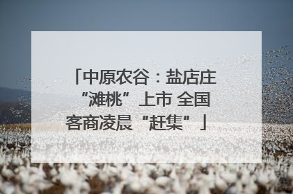 中原农谷：盐店庄“滩桃”上市 全国客商凌晨“赶集”