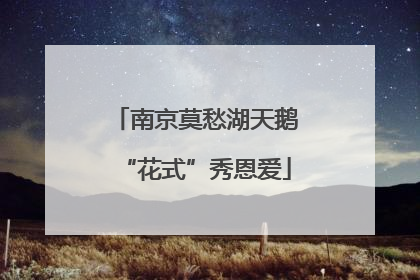 南京莫愁湖天鹅“花式”秀恩爱