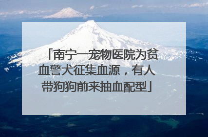 南宁一宠物医院为贫血警犬征集血源，有人带狗狗前来抽血配型