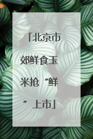 北京市郊鲜食玉米抢“鲜”上市