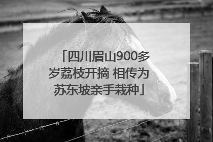 四川眉山900多岁荔枝开摘 相传为苏东坡亲手栽种
