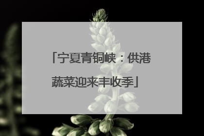 宁夏青铜峡：供港蔬菜迎来丰收季