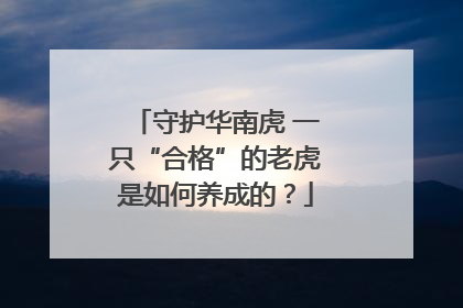 守护华南虎 一只“合格”的老虎是如何养成的？