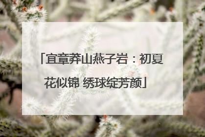宜章莽山燕子岩：初夏花似锦 绣球绽芳颜
