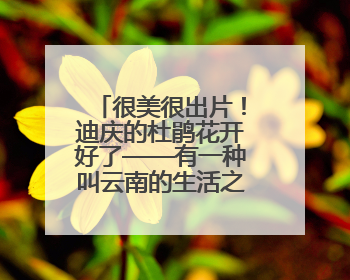 很美很出片！迪庆的杜鹃花开好了——有一种叫云南的生活之365天