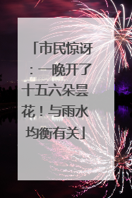 市民惊讶：一晚开了十五六朵昙花！与雨水均衡有关
