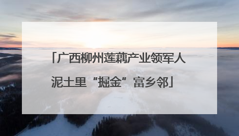 广西柳州莲藕产业领军人泥土里“掘金”富乡邻