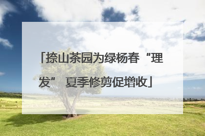 捺山茶园为绿杨春“理发” 夏季修剪促增收