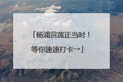 杨浦赏莲正当时！等你速速打卡→