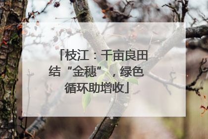 枝江：千亩良田结“金穗”，绿色循环助增收