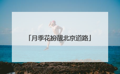 月季花扮靓北京道路