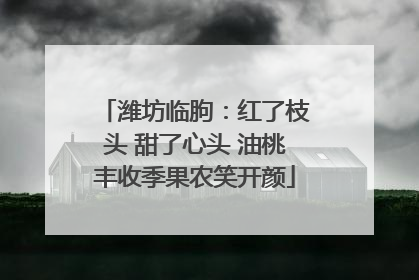 潍坊临朐：红了枝头 甜了心头 油桃丰收季果农笑开颜