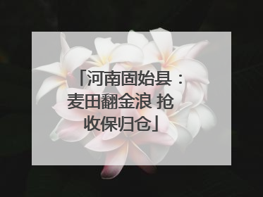 河南固始县：麦田翻金浪 抢收保归仓