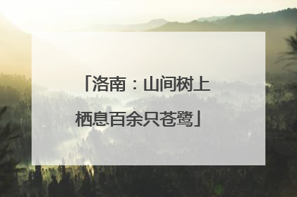 洛南：山间树上栖息百余只苍鹭