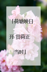 荷塘映日开 赏荷正当时
