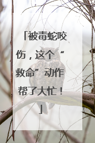 被毒蛇咬伤，这个“救命”动作帮了大忙！