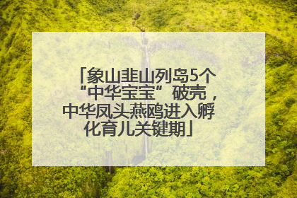 象山韭山列岛5个“中华宝宝”破壳，中华凤头燕鸥进入孵化育儿关键期