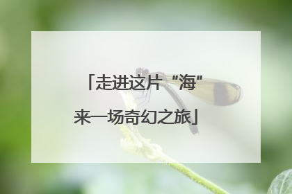 走进这片“海”来一场奇幻之旅