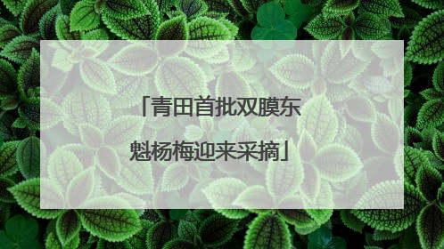 青田首批双膜东魁杨梅迎来采摘