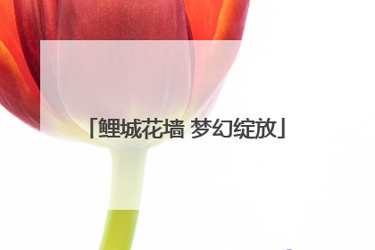 鲤城花墙 梦幻绽放