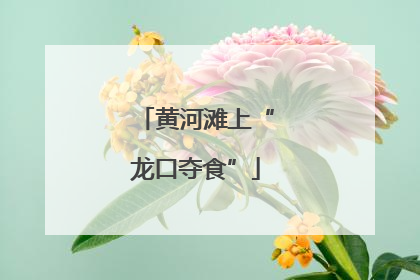 黄河滩上“龙口夺食”
