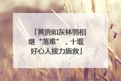 黄麂和灰林鸮相继“落难”，十堰好心人接力施救