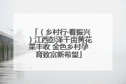 （乡村行·看振兴）江西彭泽千亩黄花菜丰收 金色乡村孕育致富新希望