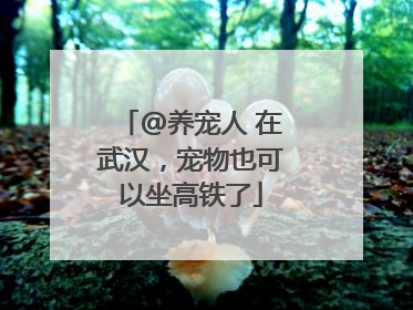 @养宠人 在武汉，宠物也可以坐高铁了
